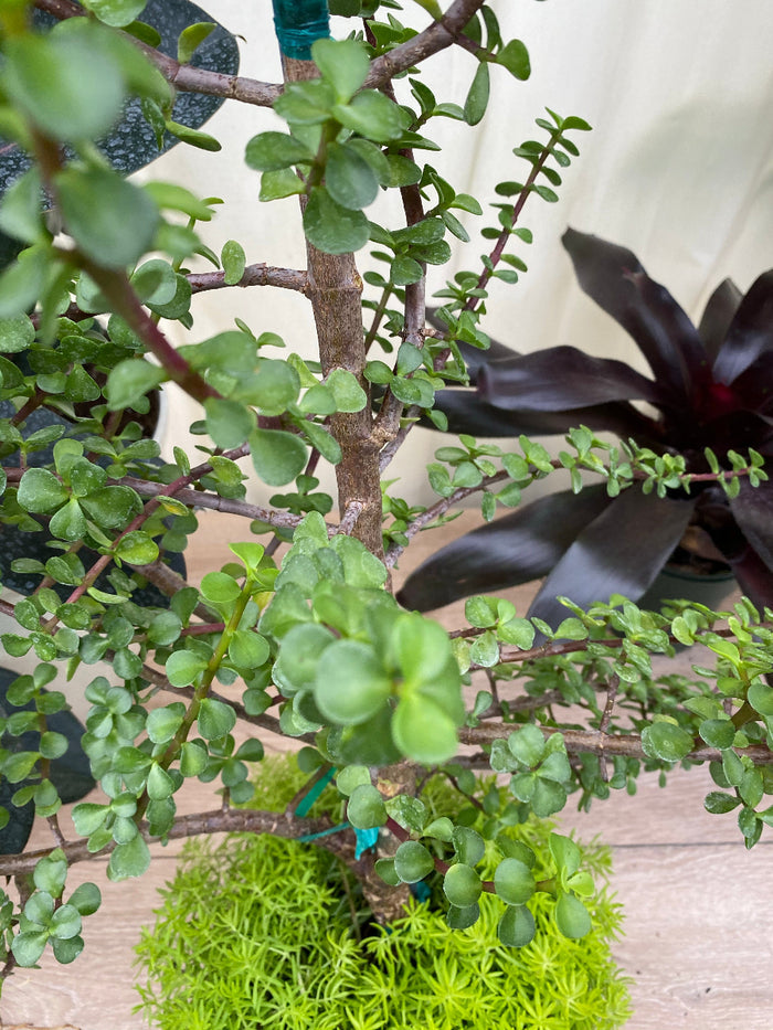 Close-up of a Serissa Foetida Japonica shrub