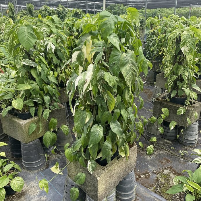 Pothos Albo Variegated in Trellis
ina 2gal pot