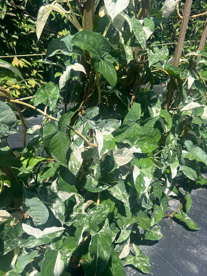 leaves of Pothos Albo Variegated in Trellis