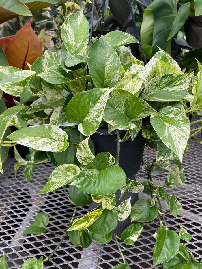 close view of leaves of Pothos Marble Queen in Hanging Basket, Live Patio Plant