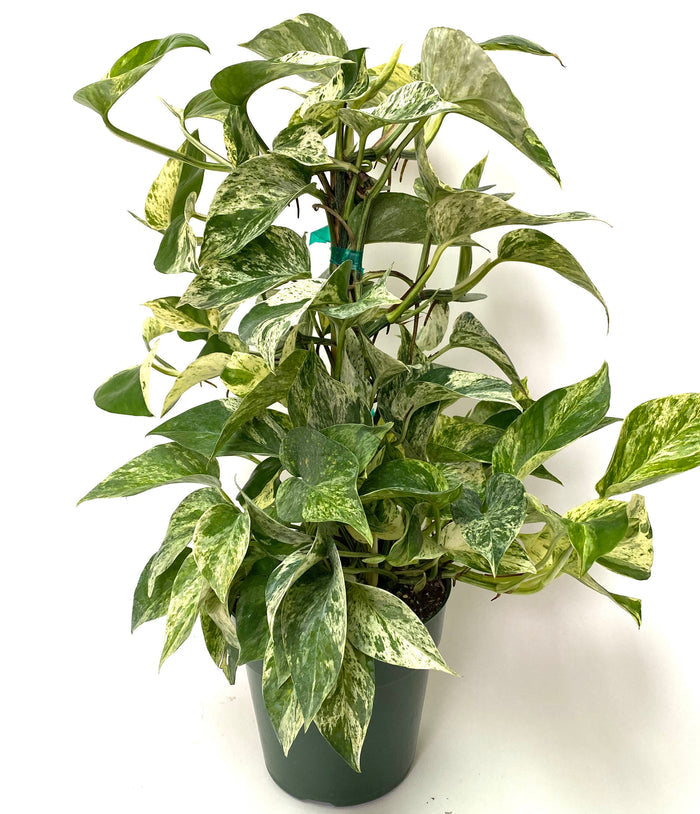 Pothos Marble Queen in Trellis, Stunning Variegated Vines in front of wall