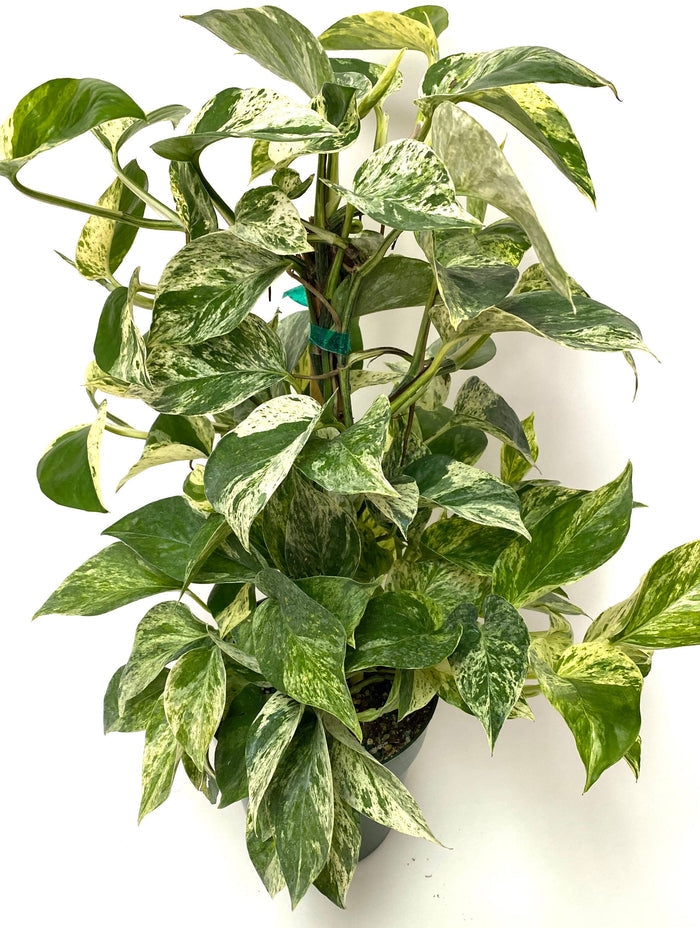 Pothos Marble Queen in Trellis, Stunning Variegated Vines