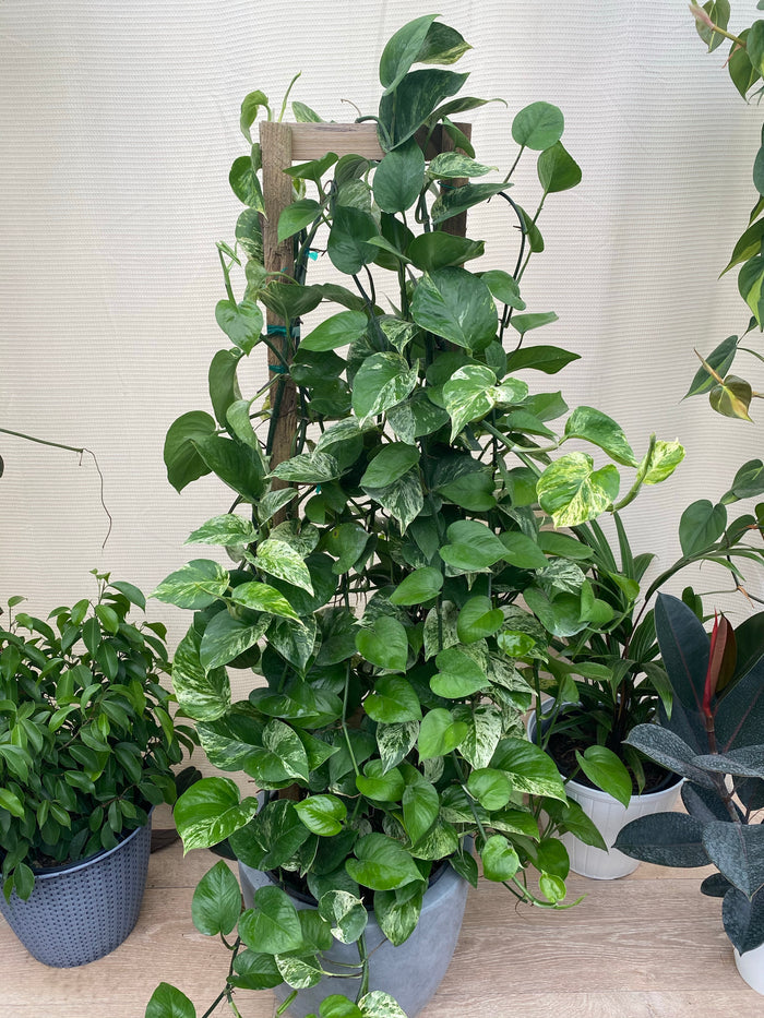 2gal Pot, 27-35in