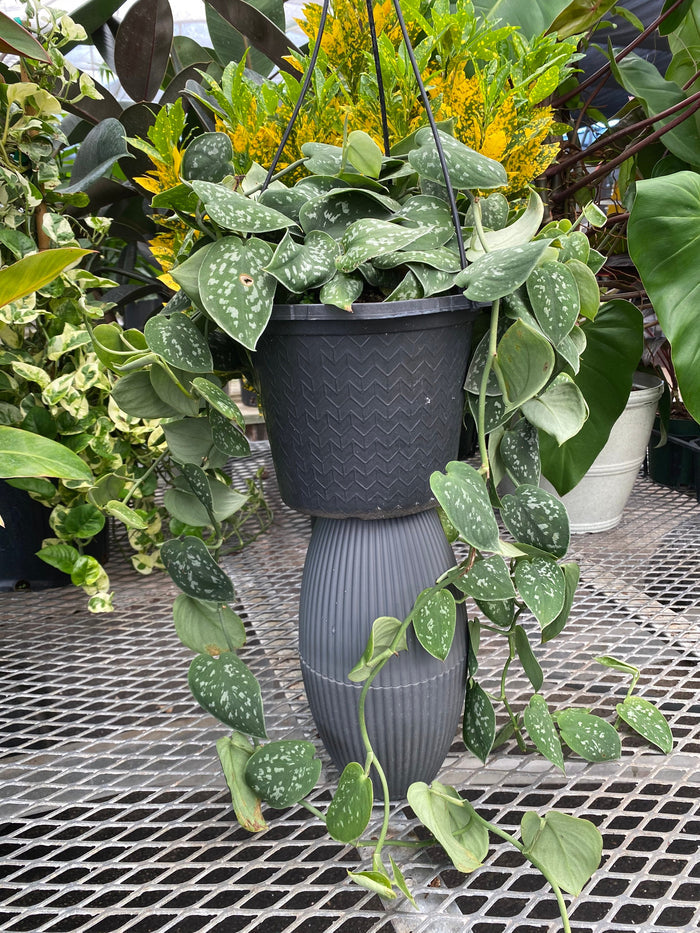 front view of Pothos Silvery Ann, Variegated Green Silver