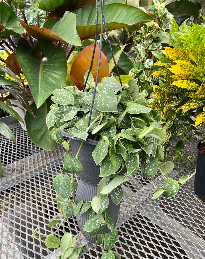 Pothos Silvery Ann, Variegated Green Silver in a hanging pot