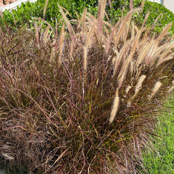 Purple Fountain Grass