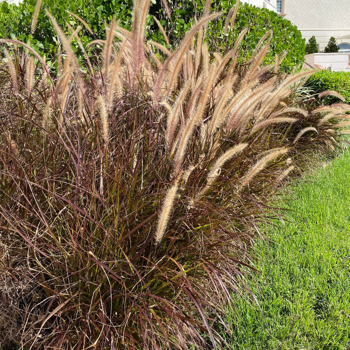 outside of a house Purple Fountain Grass