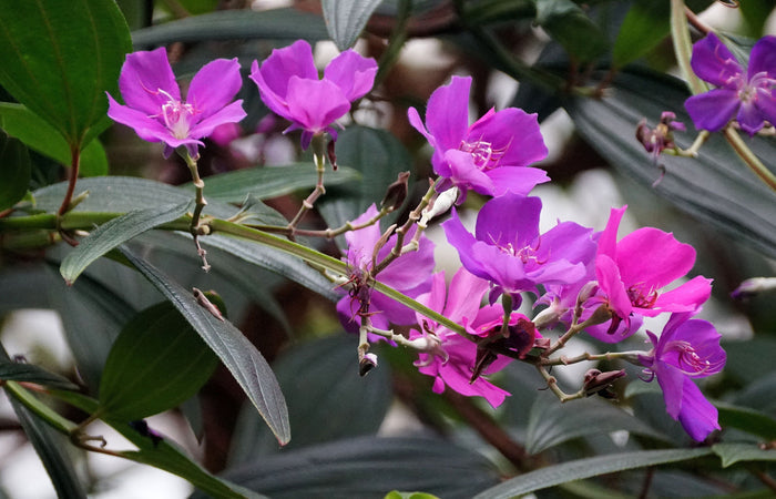 Purple Glory Flowering Tree Tibouchina close up of purple flowers