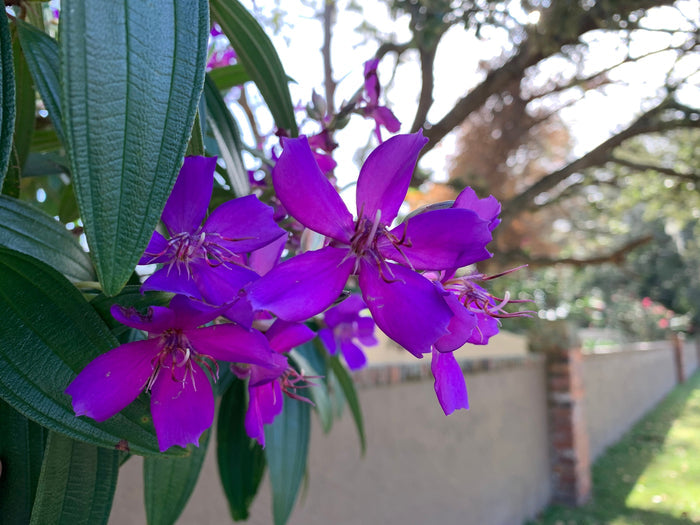 Purple Glory Flowering Tree Tibouchina close up of flower