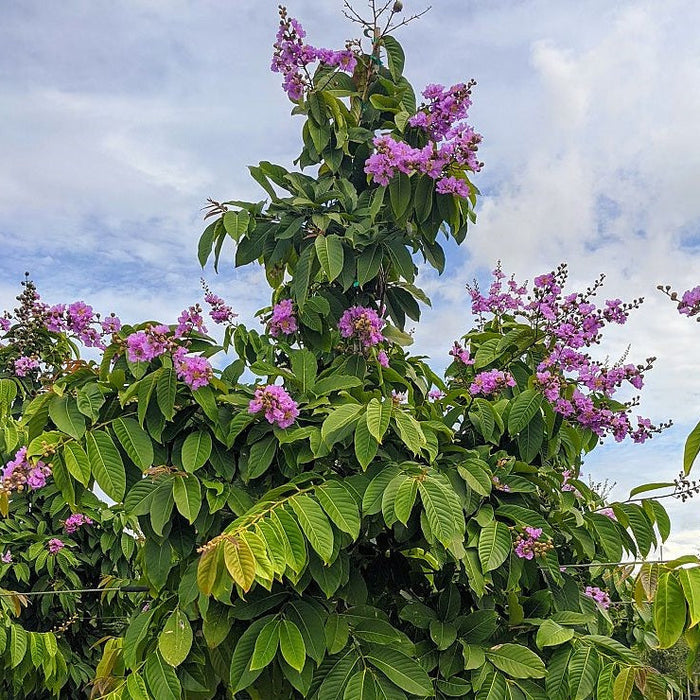 Close up of Queen Crape Myrtle Pride Of India bark and branching structure with smooth exfoliating texture and ornamental growth habit, ideal for decorative landscape interest year round.