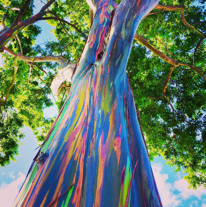 Rainbow Eucalyptus, Gum Tree