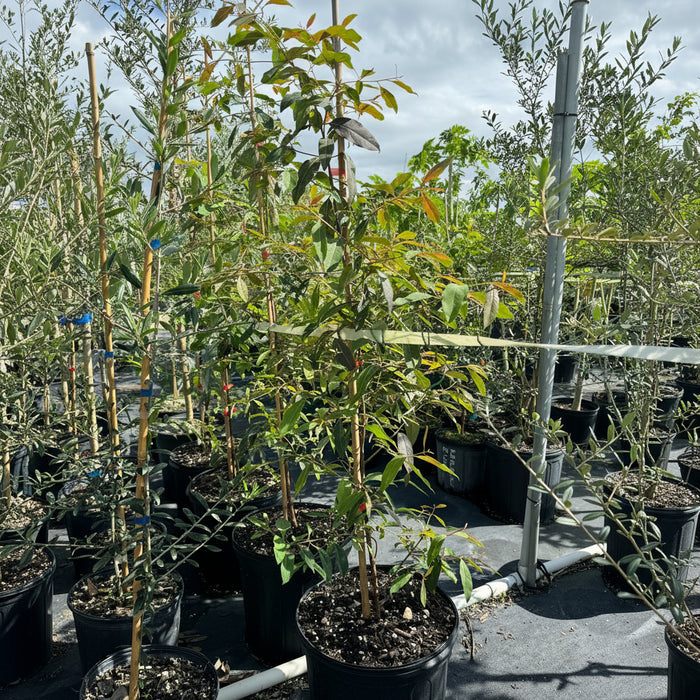 Rainbow Eucalyptus, Gum Tree outside view
