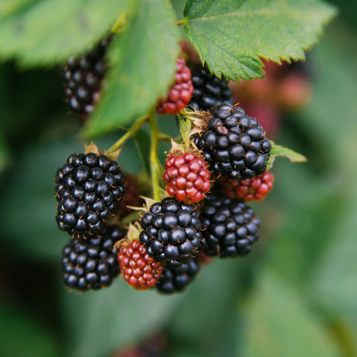A close-up view of a cluster of Mysore raspberries in varying stages of ripeness, featuring vibrant red and deep purple-black berries growing among green leave