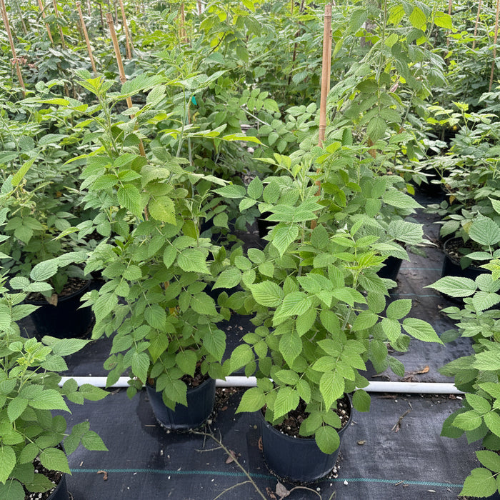 A close-up view of a young Mysore raspberry plant, featuring vibrant green, textured leaves with serrated edges