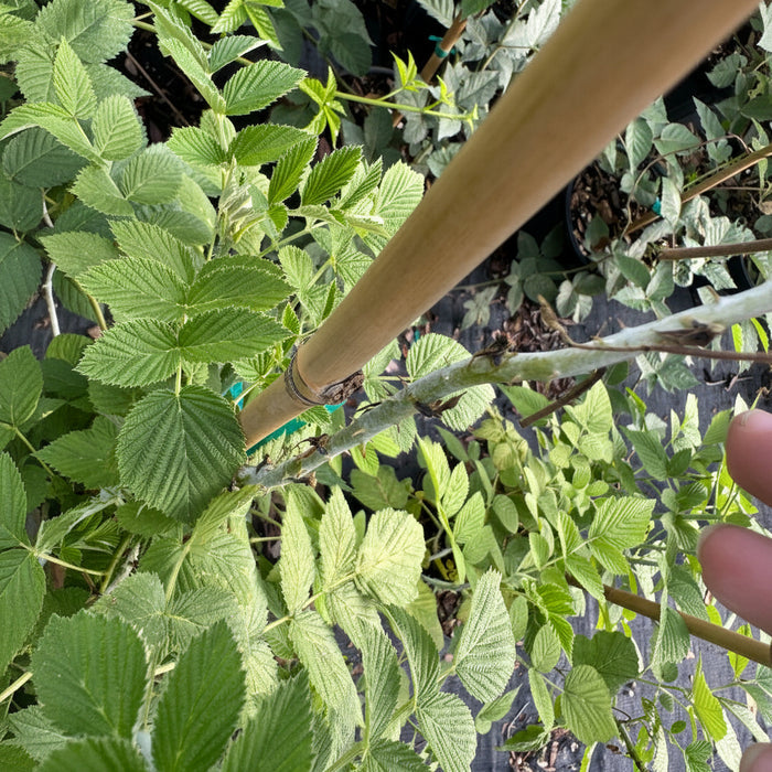 A close-up view of a young Mysore raspberry plant, featuring vibrant green, textured leaves with serrated edges