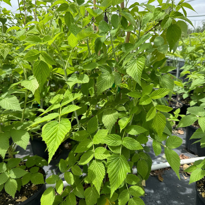 A close-up view of the vibrant green, textured leaves with serrated edges of a young potted plant, growing in a black nursery pot