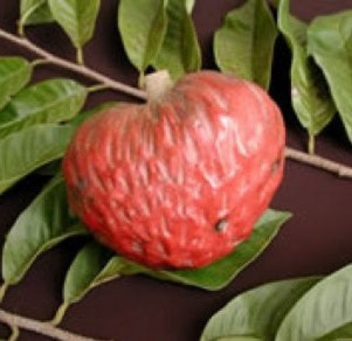 Red Custard Apple showing textured skin.