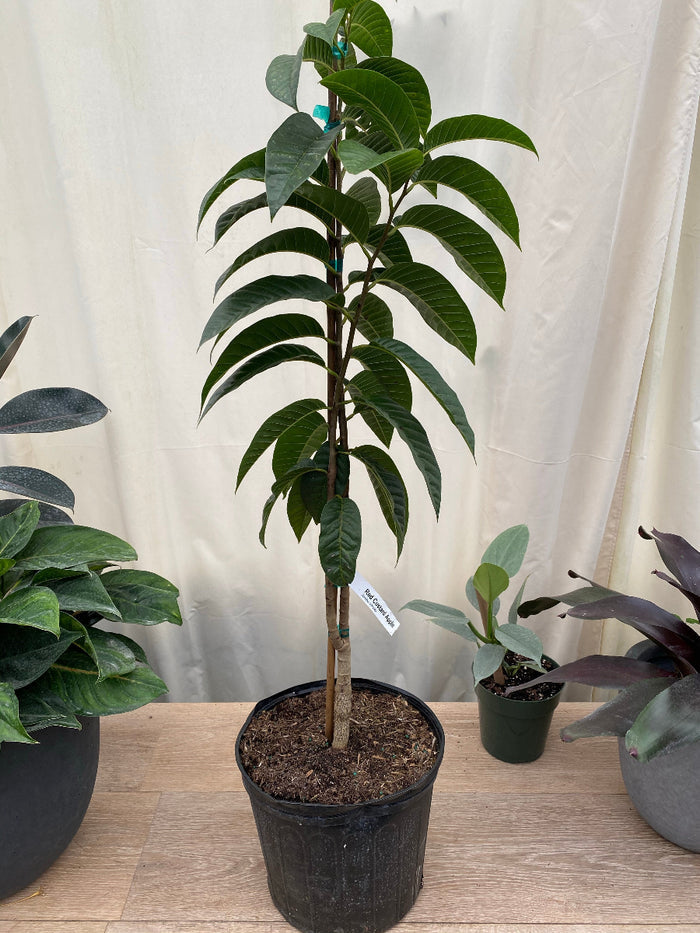 Young Annona reticulata Cherimoya tree in a nursery pot