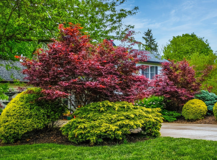 A vibrant red maple tree dominating a landscaped front yard, surrounded by contrasting bright green and yellow shrubs, with a white house