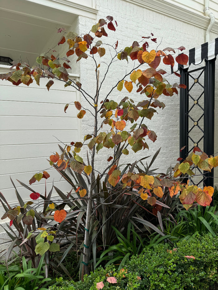 A multi-stemmed plant displaying vibrant red, orange, and yellow fall foliage, growing in a landscaped garden bed