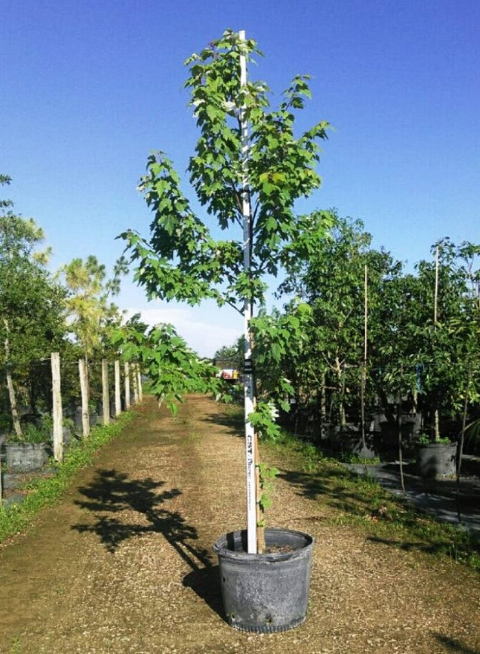 A young potted Red Maple tree with green leaves, supported by a white stake