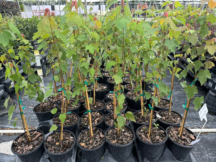 A young red apple tree sapling with vibrant green leaves, supported by a stake and growing in a black nursery pot in an outdoor setting