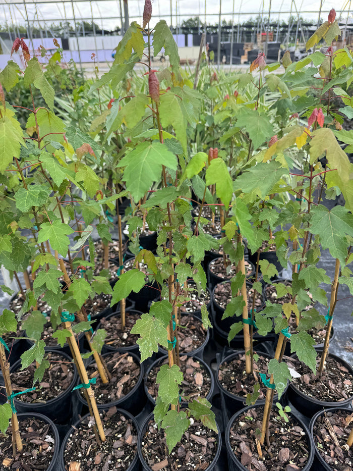 A young red apple tree sapling with vibrant green leaves, supported by a stake and growing in a black nursery pot in an outdoor setting