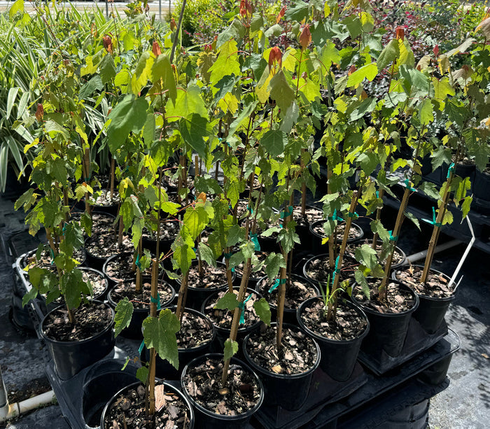 A large group of young red apple trees with bright green foliage, supported by stakes and growing in black nursery pots.