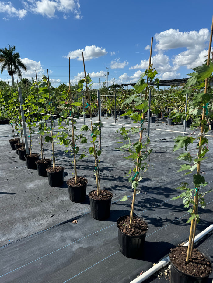Red Maple Tree, Acer Rubrum in gal pot in rows
