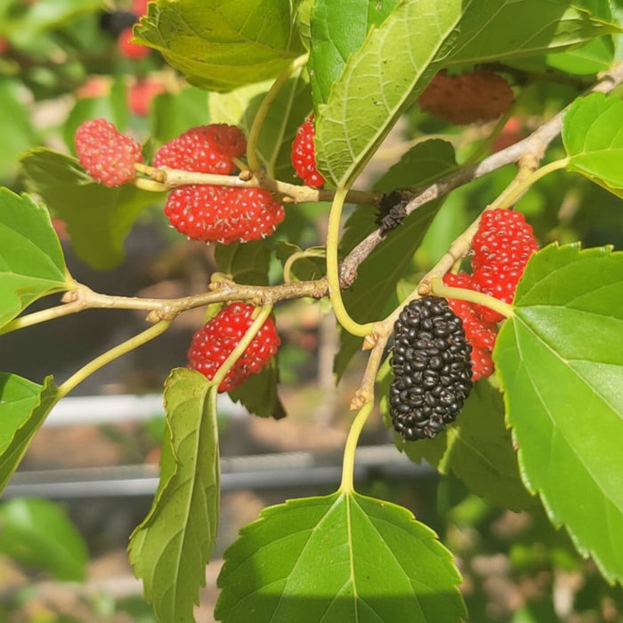 A close-up view of a mulberry branch featuring several bright red unripe berries