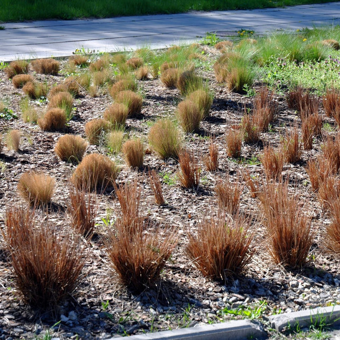 Red Rooster Buchananii Leathery Grass Row of small plants in a garden bed with a road and trees in the background