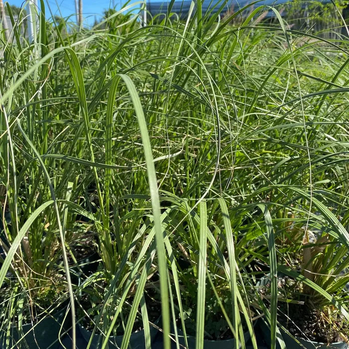 Pink pampas grasses swaying in a nursery setting with greenery in the background