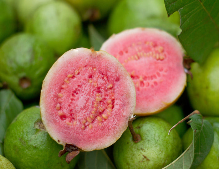 Close-up of a cut pink Ruby Supreme Guava next to whole green guavas