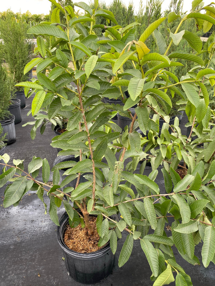 Young potted Ruby Supreme Guava fruit tree sapling in an outdoor nursery.