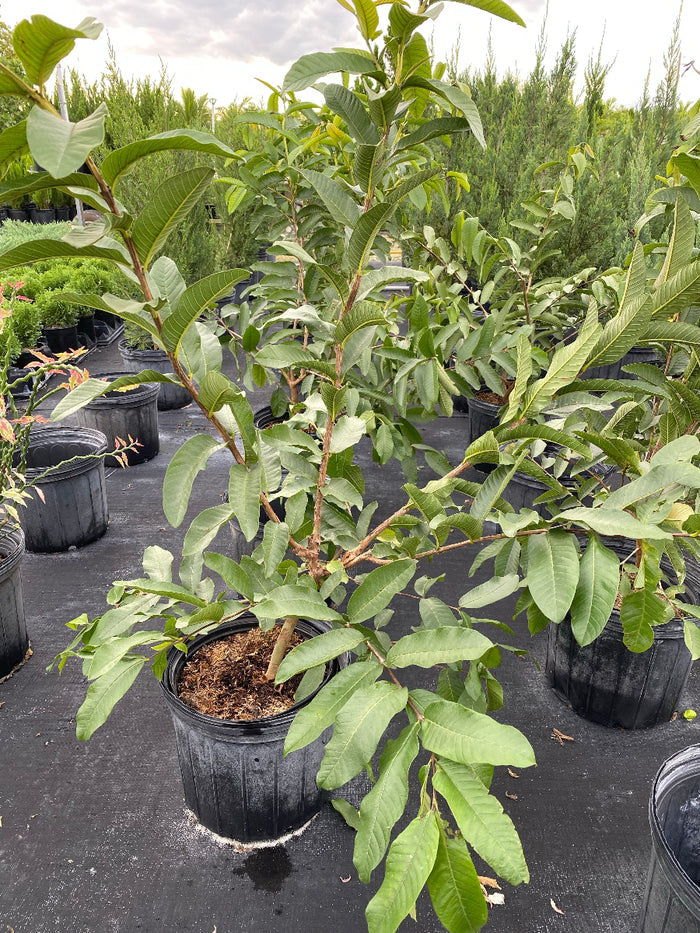 Young potted Ruby Supreme Guava fruit tree sapling in an outdoor nursery.