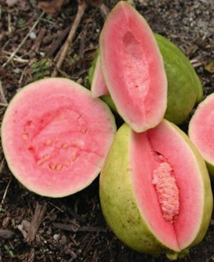 Close-up of a cut pink Ruby Supreme Guava next to whole green guavas