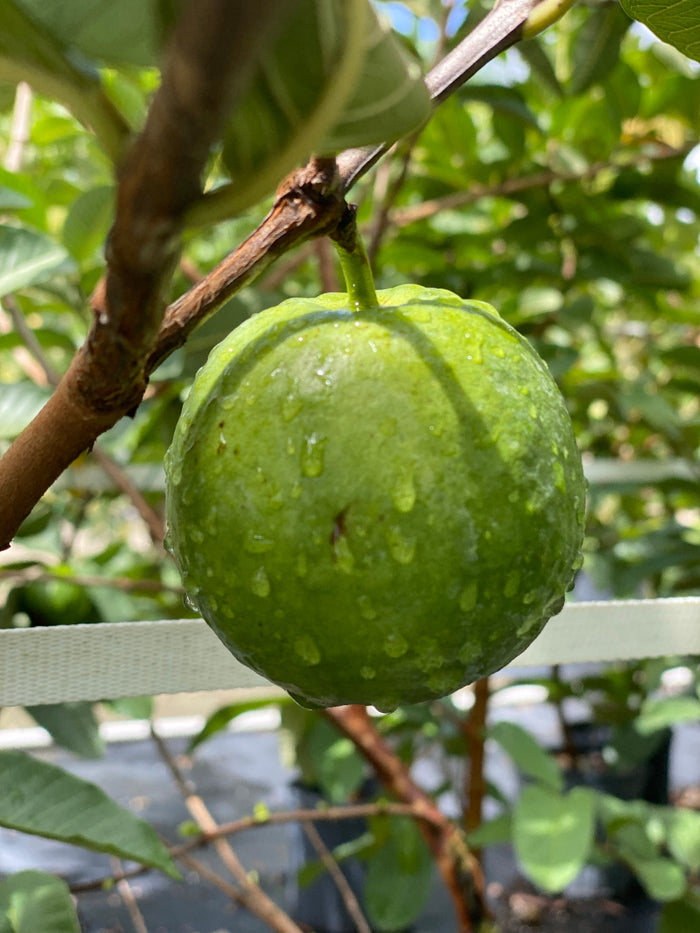 A close-up view of a single green Ruby Supreme Guava fruit