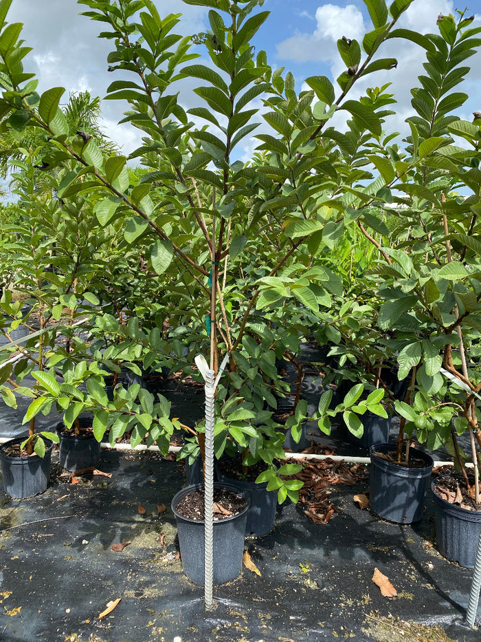 A healthy Ruby Supreme Guava Fruit Tree growing in a black nursery container.