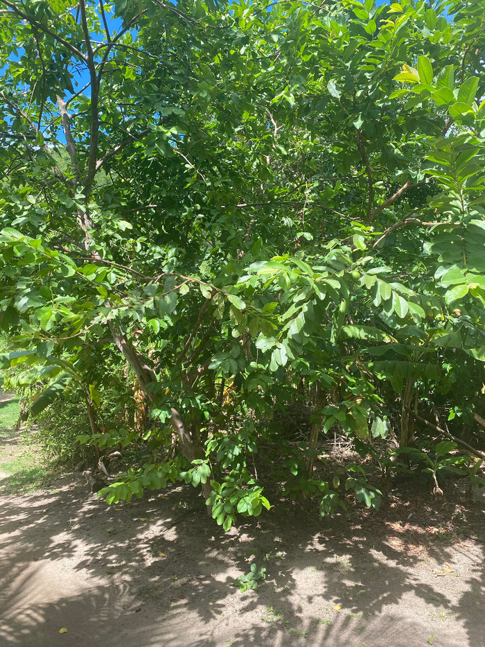 A close-up view showing the green foliage and distinct round fruit of a Ruby Supreme Guava Tree