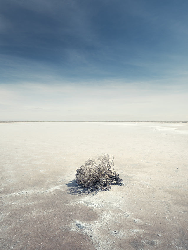 Photography | Salt Bush |  by Nick Psomiadis