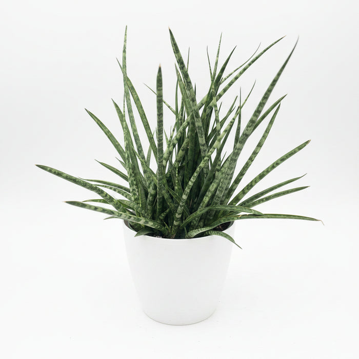 close view of Sansevieria Fernwood Mikado in White Deco Pot