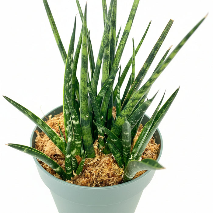leaves of Sansevieria Fernwood Mikado in White Deco Pot