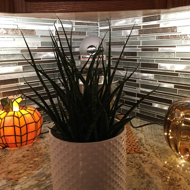 Sansevieria Fernwood Mikado in White Deco Pot in white pot