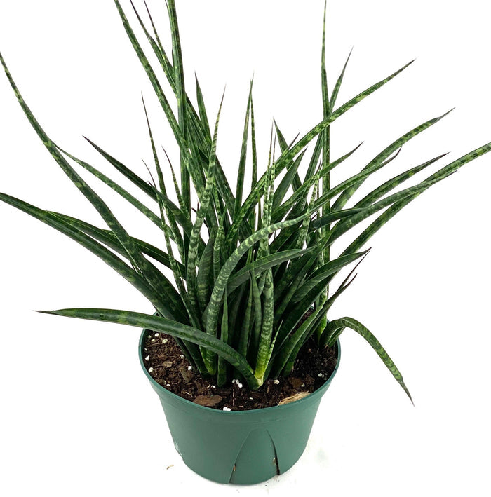 Sansevieria Fernwood Mikado, Snake Plant with white background