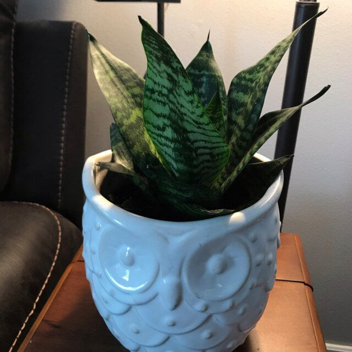 Dwarf Laurentii Snake Plant in a 6-inch white decorative pot