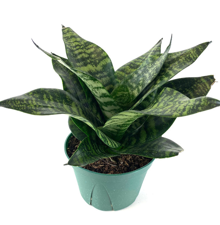 Sansevieria Hahnii Dwarf Laurentii snake plant in a green nursery pot