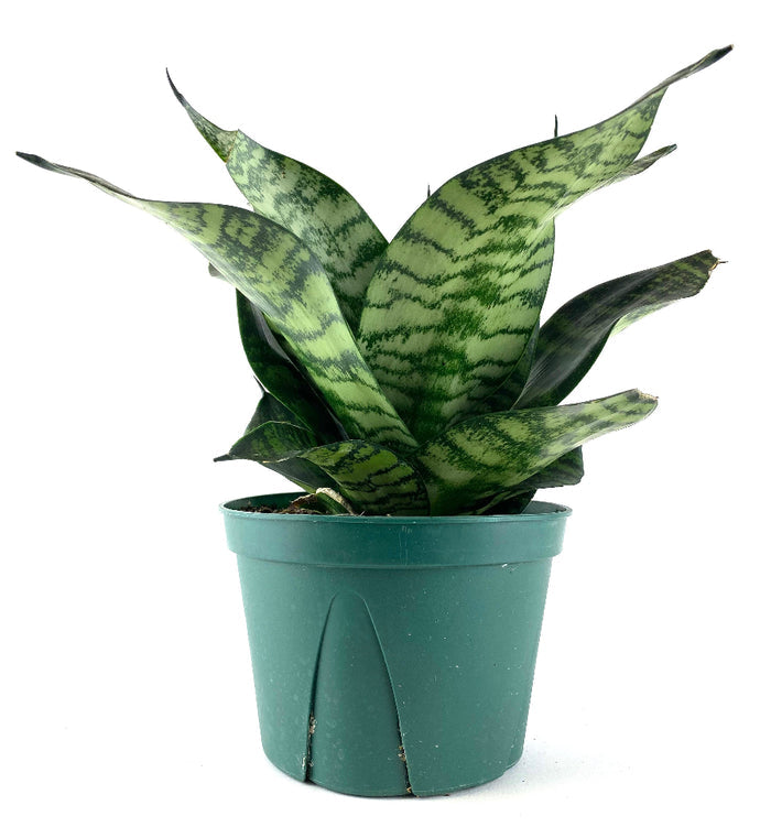 Sansevieria Hahnii Dwarf Laurentii snake plant in a green nursery pot
