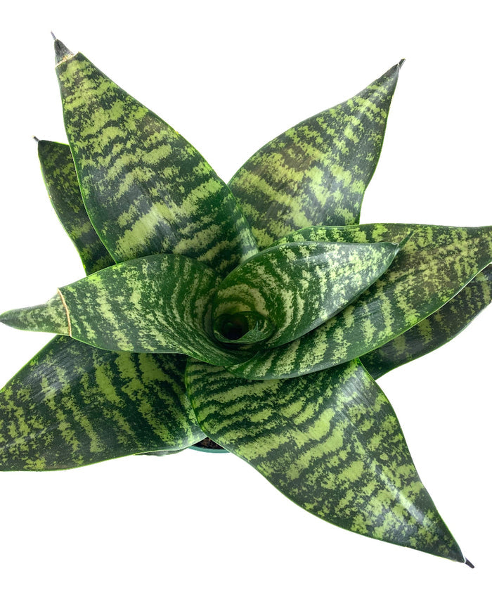 Sansevieria Hahnii Dwarf Laurentii snake plant in a green nursery pot