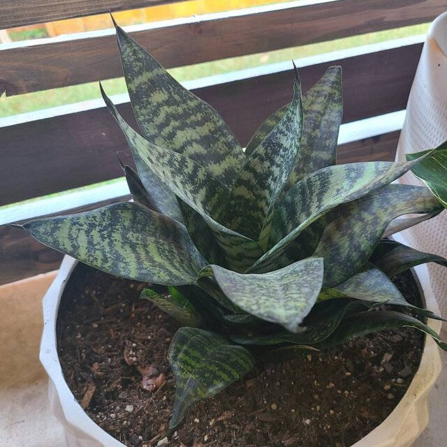 A small Sansevieria Hahnii Dwarf Laurentii snake plant