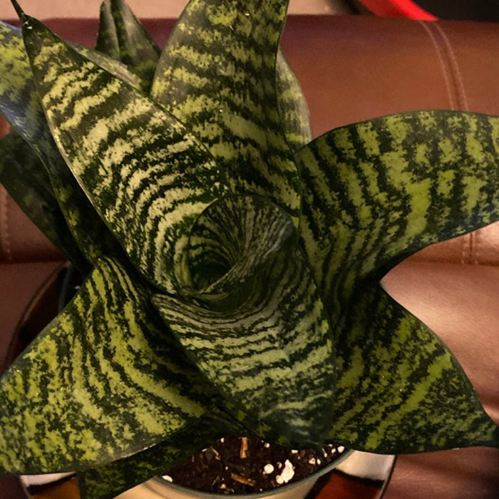 A small Sansevieria Hahnii Dwarf Laurentii snake plant